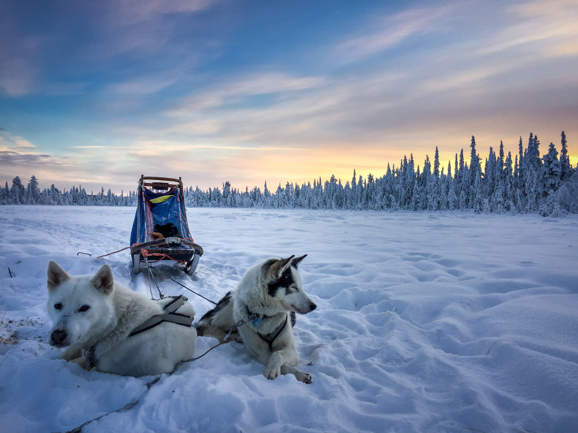 Husky Tour Schwedisch Lappland © Jukkasjärvi Vildmarksturer