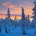 Husky Tour Schwedisch Lappland © Jukkasjärvi Vildmarksturer