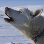 Husky Tour Schwedisch Lappland ©Menno Huber, Jukkasjärvi Vildmarksturer