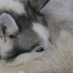 Husky Tour Schwedisch Lappland ©Menno Huber, Jukkasjärvi Vildmarksturer