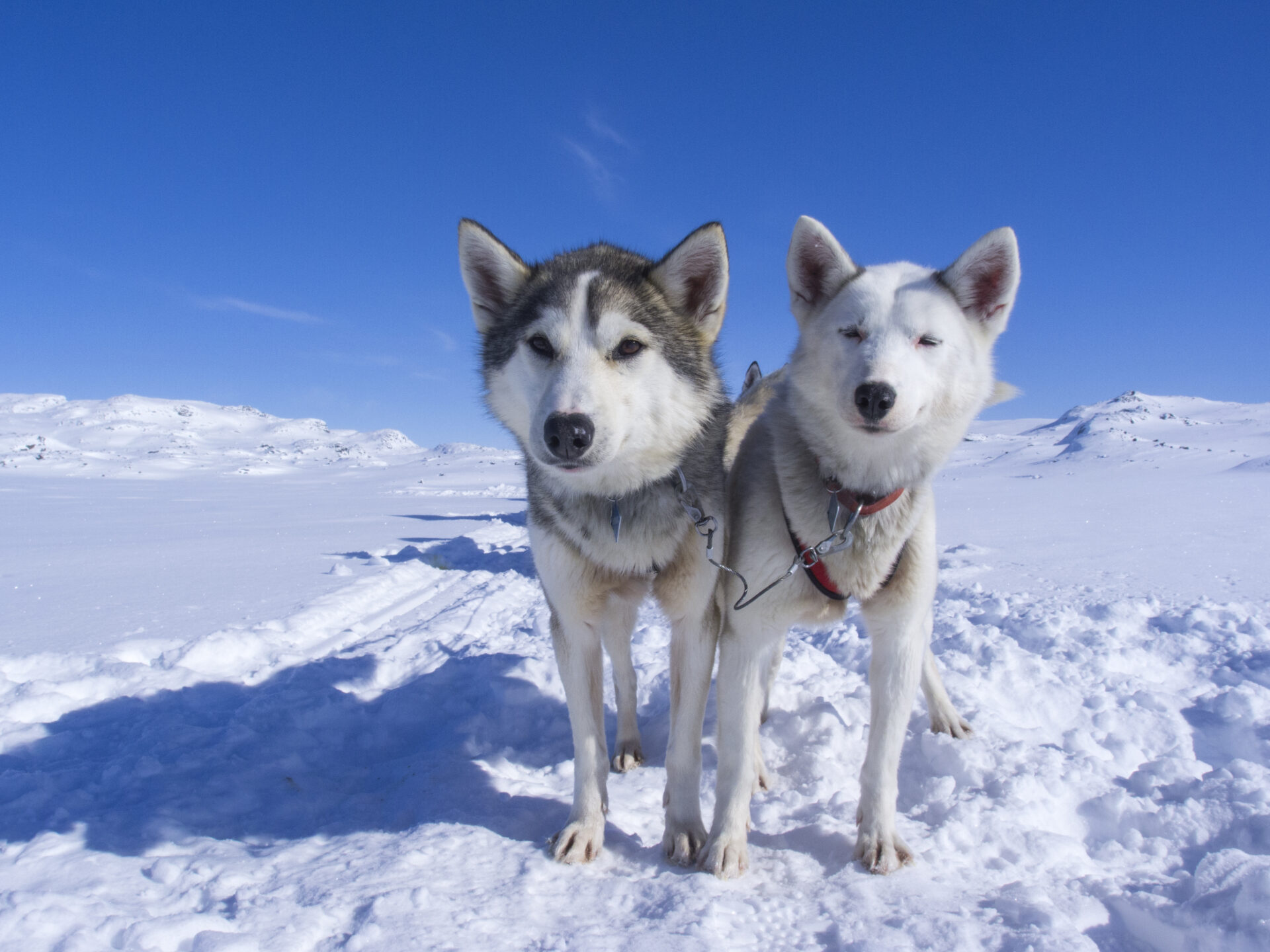 Husky Tour Schwedisch Lappland ©Menno Huber, Jukkasjärvi Vildmarksturer