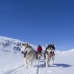 Husky Tour Schwedisch Lappland ©Menno Huber, Jukkasjärvi Vildmarksturer