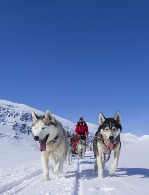 Husky-Gebirgstour nördlich des Polarkreises