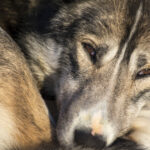 Husky Tour Schwedisch Lappland ©Menno Huber, Jukkasjärvi Vildmarksturer