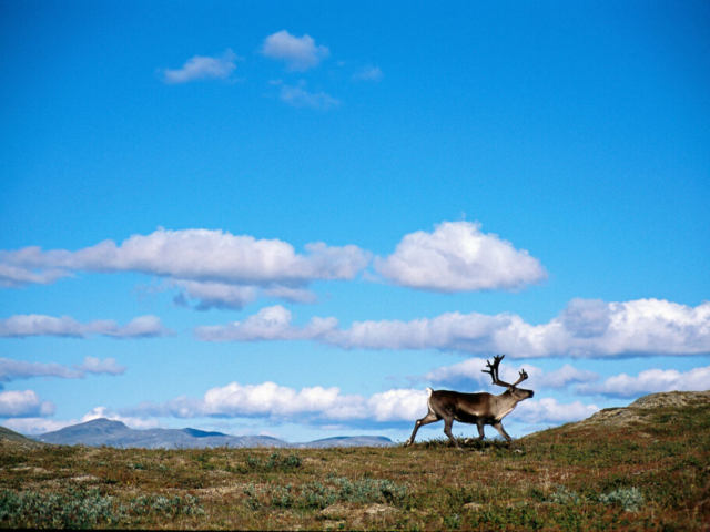 Rentier Norwegen © Anders Gjengedal - VisitNorway.com