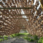 getrockneter Fisch Svolvaer © Visit Norway