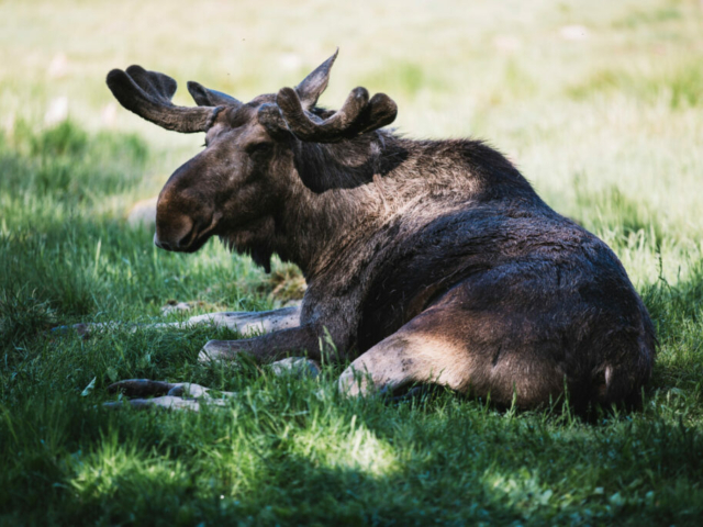 Elch in Kosta, Südschweden © Alexander Hall/imagebank.sweden.se
