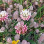 Bumenwiese in Südschweden © nordic holidays