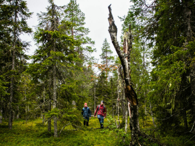 Wandern in Skellefteå © Ted Logart/imagebank.sweden.se