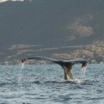 Wal © Arctic Panorama Lodge