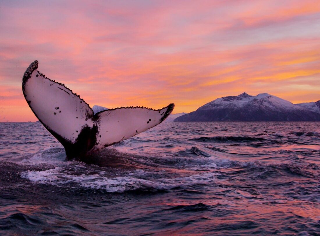 Nordlichter und Wale am Eismeer