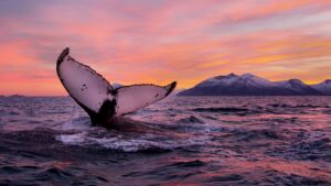 Walflunke im Meer © Asgeir Helgestad, Artic Light AS, visitnorway.com