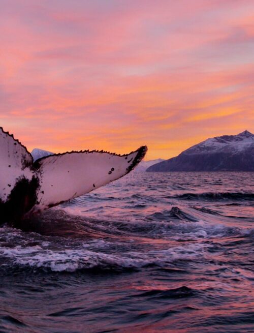 Nordlichter und Wale am Eismeer
