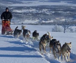 Hundeschlitten in Roros © Terje Rakke/visitnorway.com
