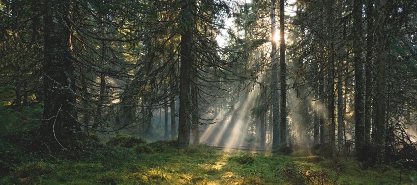 Wald in Schweden © Gösta Reiland/imagebank.sweden.se