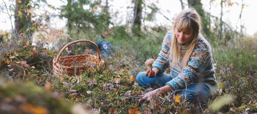 Auf der Suche nach Pilzen © Alexander Hall/imagebank.sweden.se