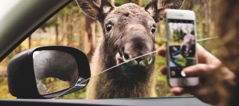 Elch neben dem Auto © Jerker Andersson/imagebank.sweden.se