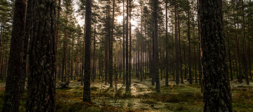 Wald in der Telemark © iamnordic - Visit Telemark