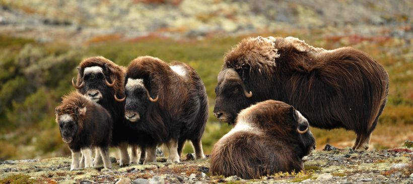 Moschusochsen © Roger Brendhagen - Visitnorway.com