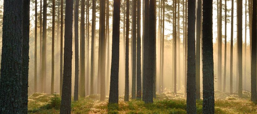 finnischer Wald © Jaakko Tähti/Visit Finland