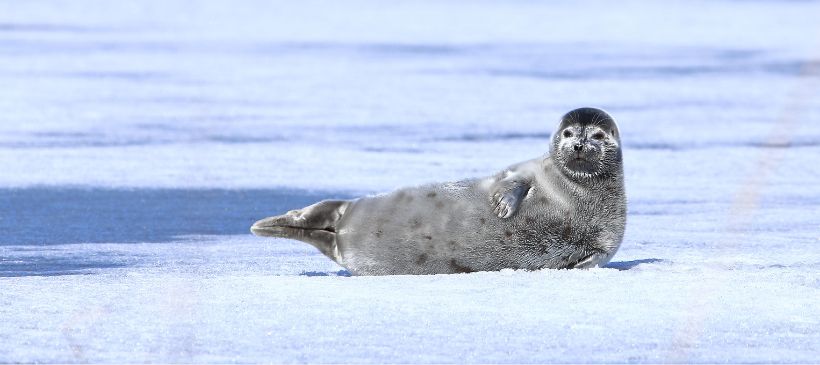 Saimaa-Robbe © Arvi Tyni / Vastavalo