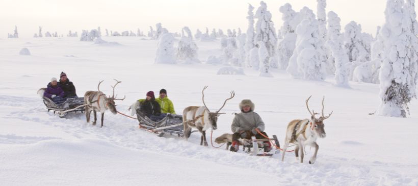 Rentiersafari in Finnland © Pyhä / Visit Finland