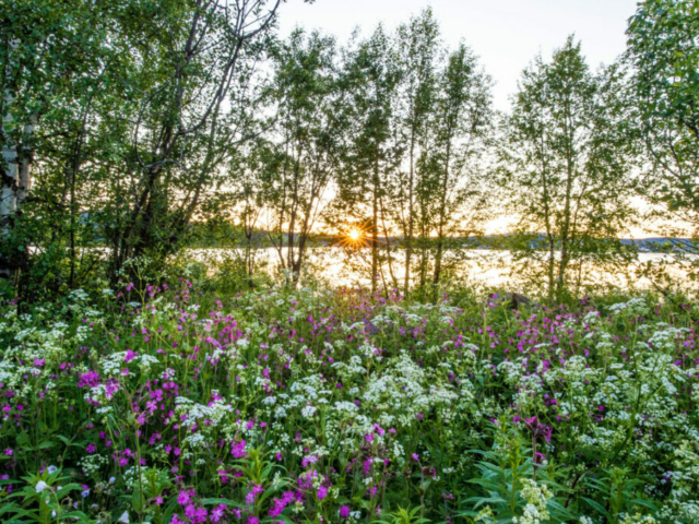 Midsommar in Nordschweden © Asaf Kliger/imagebank.sweden.se