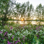 Midsommar in Nordschweden © Asaf Kliger/imagebank.sweden.se