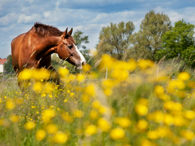 Schweden im Sommer © Melker Dahlstrand/imagebank.sweden.se