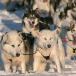 Husky-Safari © Sea Lapland Safaris
