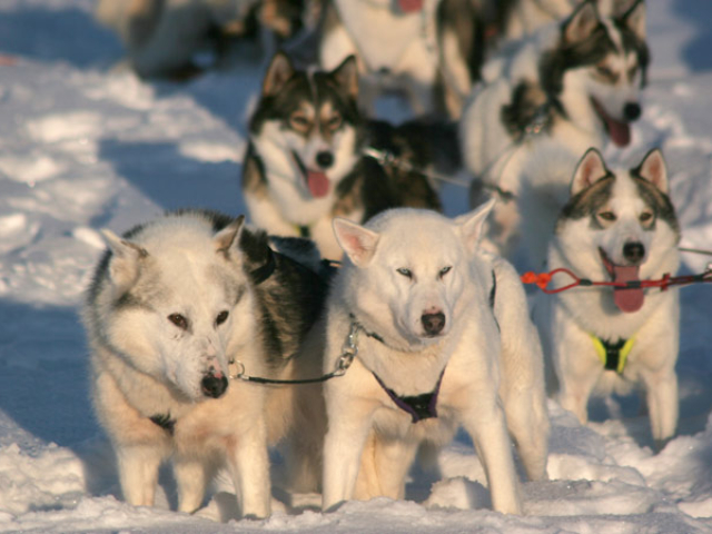 Husky-Safari © Sea Lapland Safaris